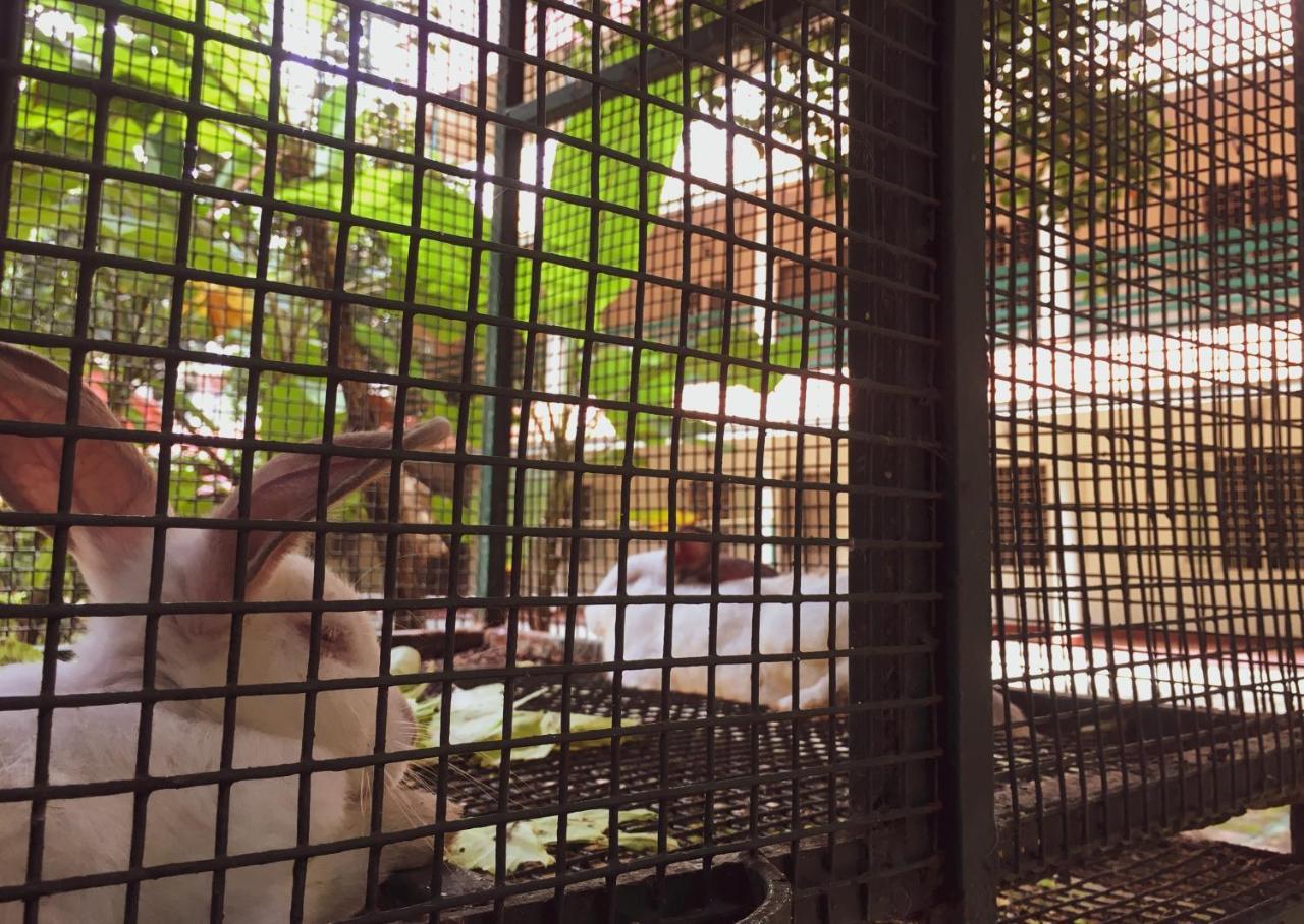 Palm Grove Service Villa Kochi Εξωτερικό φωτογραφία