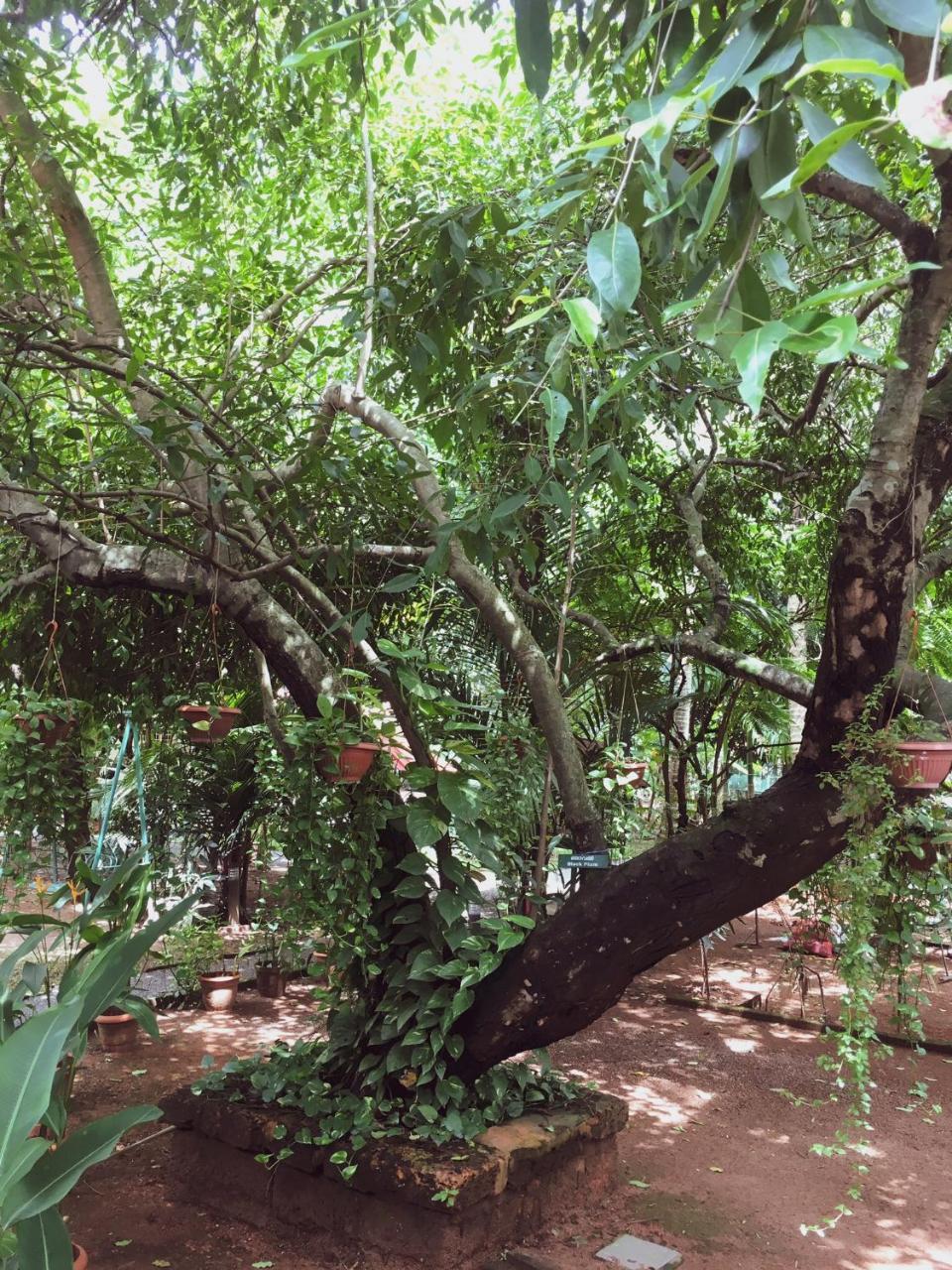 Palm Grove Service Villa Kochi Εξωτερικό φωτογραφία